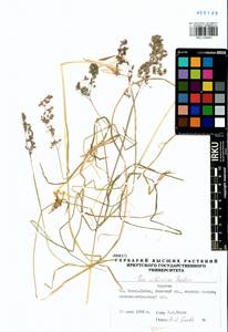 Poa sibirica Roshev., Siberia, Baikal & Transbaikal region (S4) (Russia)