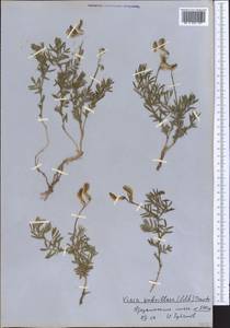 Vicia subvillosa (Ledeb.)Boiss., Middle Asia, Western Tian Shan & Karatau (M3) (Kyrgyzstan)