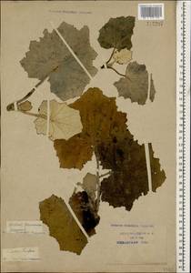 Tussilago farfara L., Caucasus, Krasnodar Krai & Adygea (K1a) (Russia)