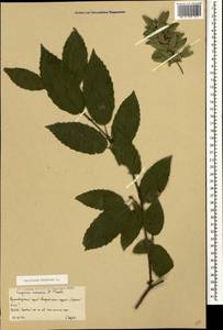Carpinus betulus L., Caucasus, Krasnodar Krai & Adygea (K1a) (Russia)