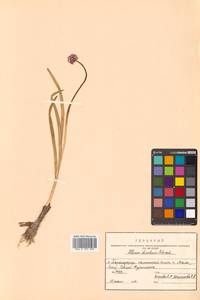 Allium strictum Schrad., Siberia, Russian Far East (S6) (Russia)