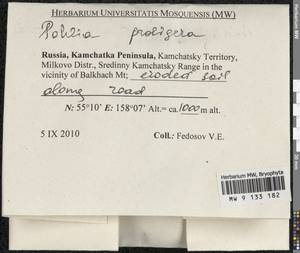 Pohlia proligera (Kindb. ex Breidl.) Lindb. ex Arnell, Bryophytes, Bryophytes - Chukotka & Kamchatka (B21) (Russia)