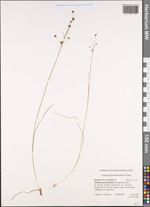 Juncus alpinoarticulatus Chaix, Siberia, Baikal & Transbaikal region (S4) (Russia)