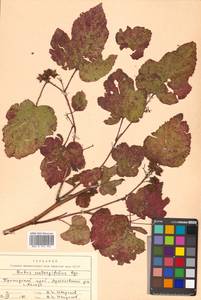 Rubus crataegifolius Bunge, Siberia, Russian Far East (S6) (Russia)