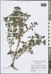 Amaranthus albus L., Eastern Europe, Middle Volga region (E8) (Russia)