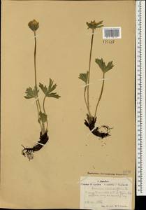 Anemonastrum narcissiflorum subsp. crinitum (Juz.) Raus, Mongolia (MONG) (Mongolia)