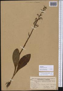 Platanthera densa Freyn, Siberia, Russian Far East (S6) (Russia)