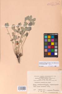 Hedysarum grandiflorum Pall., Eastern Europe, Eastern region (E10) (Russia)