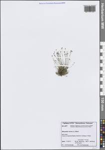 Sabulina verna subsp. verna, Siberia, Central Siberia (S3) (Russia)