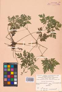 Geranium robertianum L., Eastern Europe, South Ukrainian region (E12) (Ukraine)