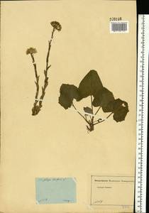 Tussilago farfara L., Eastern Europe, Moscow region (E4a) (Russia)