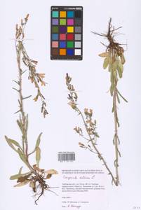 Campanula sibirica L., Eastern Europe, Central forest-and-steppe region (E6) (Russia)