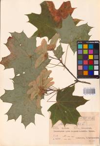 Acer platanoides L., Eastern Europe, Central region (E4) (Russia)