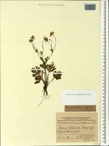 Ranunculus oxyspermus Willd., Caucasus, Georgia (K4) (Georgia)