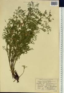 Vicia hirsuta (L.)Gray, Siberia, Baikal & Transbaikal region (S4) (Russia)