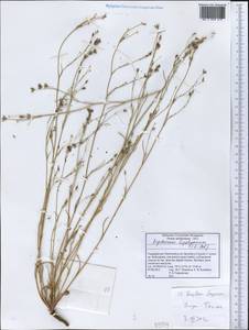 Bupleurum lipskyanum (Koso-Pol.) Lincz., Middle Asia, Pamir & Pamiro-Alai (M2) (Tajikistan)