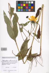 Helianthus strumosus L., Eastern Europe, Moscow region (E4a) (Russia)