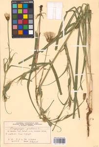 Tragopogon pratensis L., Eastern Europe, Moscow region (E4a) (Russia)