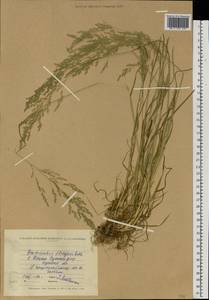 Poa trivialis L., Eastern Europe, North Ukrainian region (E11) (Ukraine)