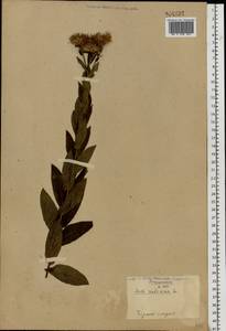 Pentanema salicinum (L.) D. Gut. Larr., Santos-Vicente, Anderb., E. Rico & M. M. Mart. Ort., Eastern Europe, South Ukrainian region (E12) (Ukraine)