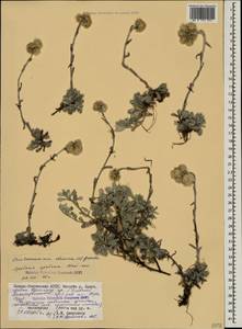 Antennaria caucasica Boriss., Caucasus, North Ossetia, Ingushetia & Chechnya (K1c) (Russia)
