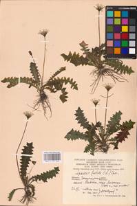 Aposeris foetida (L.) Less., Eastern Europe, West Ukrainian region (E13) (Ukraine)