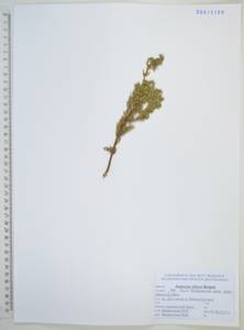 Juniperus communis var. saxatilis Pall., Siberia, Russian Far East (S6) (Russia)