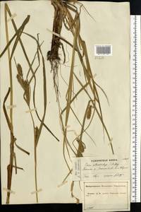 Carex atherodes Spreng., Eastern Europe, Central forest-and-steppe region (E6) (Russia)