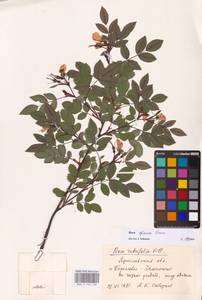Rosa glauca Pourr., Eastern Europe, Central forest region (E5) (Russia)
