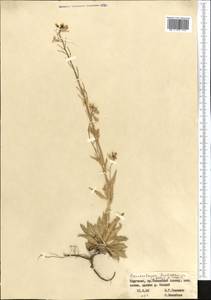 Pseudoclausia turkestanica (Lipsky) A.N. Vassiljeva, Middle Asia, Western Tian Shan & Karatau (M3) (Kyrgyzstan)