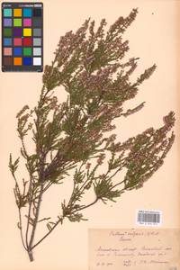 Calluna vulgaris (L.) Hull, Eastern Europe, Moscow region (E4a) (Russia)