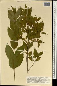 Euonymus maackii Rupr., Mongolia (MONG) (Mongolia)