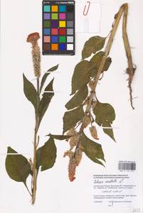 Celosia argentea f. cristata (L.) Schinz, Eastern Europe, South Ukrainian region (E12) (Ukraine)