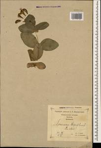 Lonicera caprifolium L., Caucasus, Georgia (K4) (Georgia)