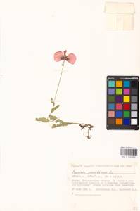 Papaver somniferum L., Eastern Europe, Moscow region (E4a) (Russia)
