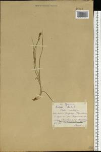 Carex hirta L., Eastern Europe, Central forest region (E5) (Russia)