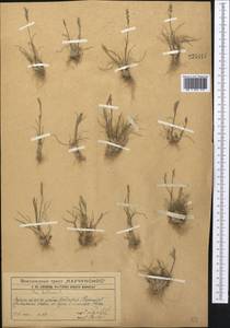 Poa bulbosa L., Middle Asia, Western Tian Shan & Karatau (M3) (Kazakhstan)