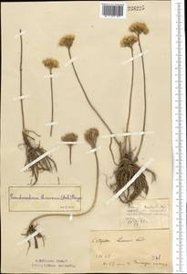 Pseudosedum lievenii (Ledeb.) A. Berger, Middle Asia, Northern & Central Kazakhstan (M10) (Kazakhstan)