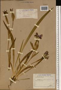 Iris aphylla L., Eastern Europe, North Ukrainian region (E11) (Ukraine)
