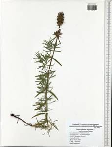 Dracocephalum ruyschiana L., Eastern Europe, Central region (E4) (Russia)