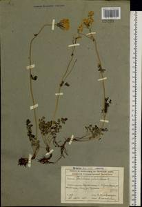 Thalictrum petaloideum L., Siberia, Altai & Sayany Mountains (S2) (Russia)