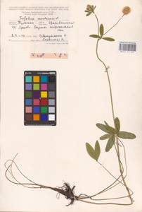 Trifolium montanum L., Eastern Europe, Central region (E4) (Russia)
