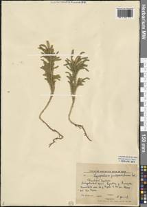 Dendrolycopodium juniperoideum (Sw.) A. Haines, Siberia, Russian Far East (S6) (Russia)