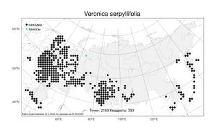 Veronica serpyllifolia L., Atlas of the Russian Flora (FLORUS) (Russia)