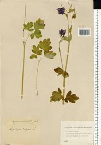 Aquilegia vulgaris L., Eastern Europe, Volga-Kama region (E7) (Russia)