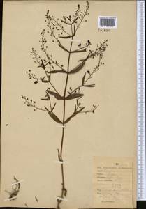 Veronica anagallis-aquatica L., Middle Asia, Northern & Central Kazakhstan (M10) (Kazakhstan)