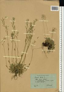 Draba hirta L., Eastern Europe, Northern region (E1) (Russia)