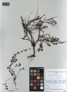 Thymus proximus Serg., Siberia, Altai & Sayany Mountains (S2) (Russia)