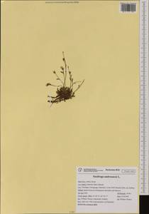 Saxifraga androsacea L., Western Europe (EUR) (Italy)