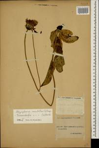 Trommsdorffia maculata (L.) Bernh., Caucasus, Stavropol Krai, Karachay-Cherkessia & Kabardino-Balkaria (K1b) (Russia)